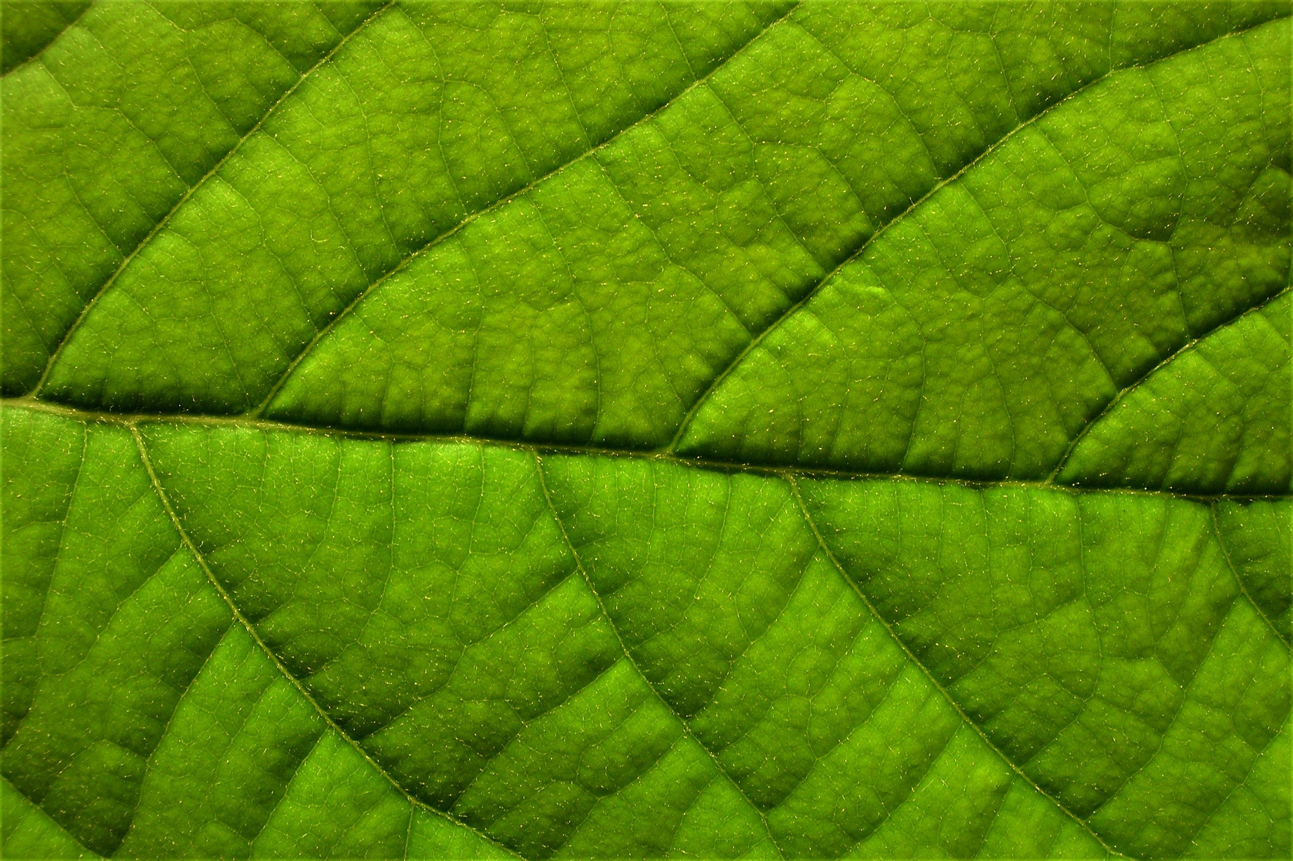 Leaf, Green, Structure