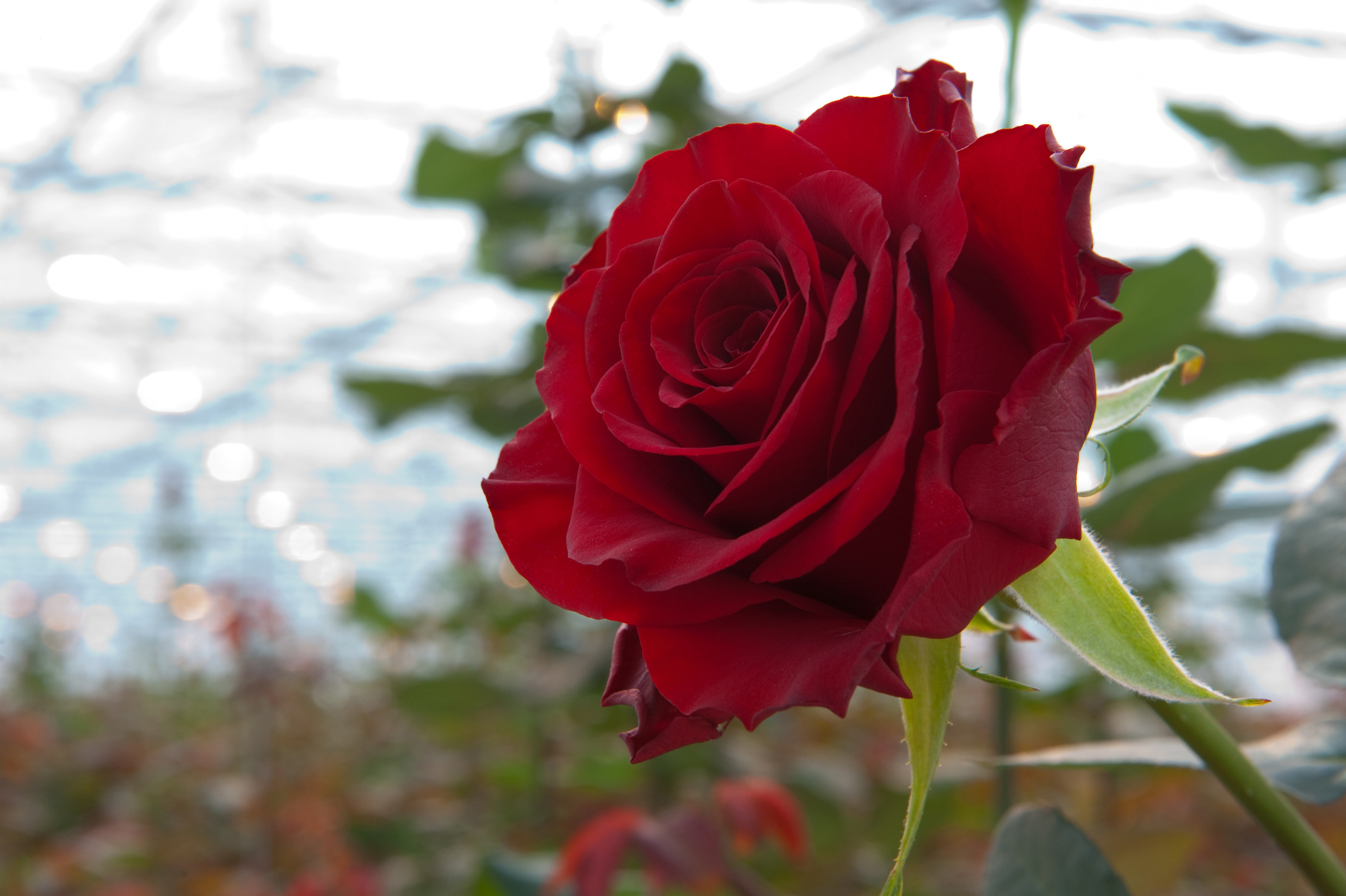 Greenhouse with Roses