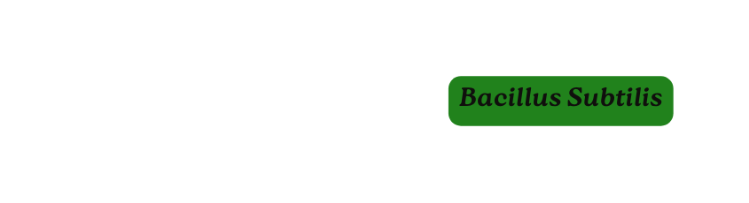 Bacillus Subtilis